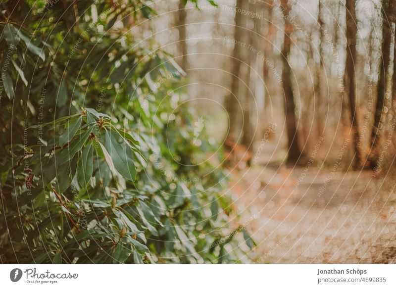 Rhododendron im Wald analog retro Wege & Pfade Spaziergang draußen Natur Bäume Baum Erholung Herbst wandern ruhig Menschenleer Landschaft Einsamkeit Umwelt