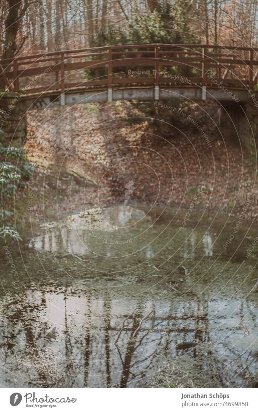 Brücke im Wald Reflexion im Teich Reflexion & Spiegelung See Wiese Baum Regen Regenwasser kahl Winter nass Wasser Außenaufnahme Wetter Natur Himmel Farbfoto
