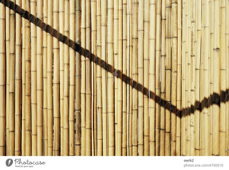 Stabreim Bambusstäbe Bambusrohr Naturmaterial Schattenspiel Sicherheit Gitter Strukturen & Formen Sonnenlicht Sichtschutz Schutz Zaun Nahaufnahme viele Farbfoto
