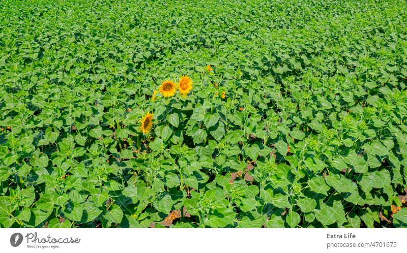 Luftaufnahme der ersten Blüte in einem Sonnenblumenfeld oben Antenne landwirtschaftlich Ackerbau Agronomie Blütezeit Überstrahlung Müsli Land Ernte kultiviert
