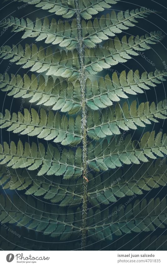 grünes Farnblatt im Frühling Wurmfarn Pflanze Blatt Blätter abstrakt Textur texturiert Garten geblümt Natur dekorativ im Freien Zerbrechlichkeit Hintergrund