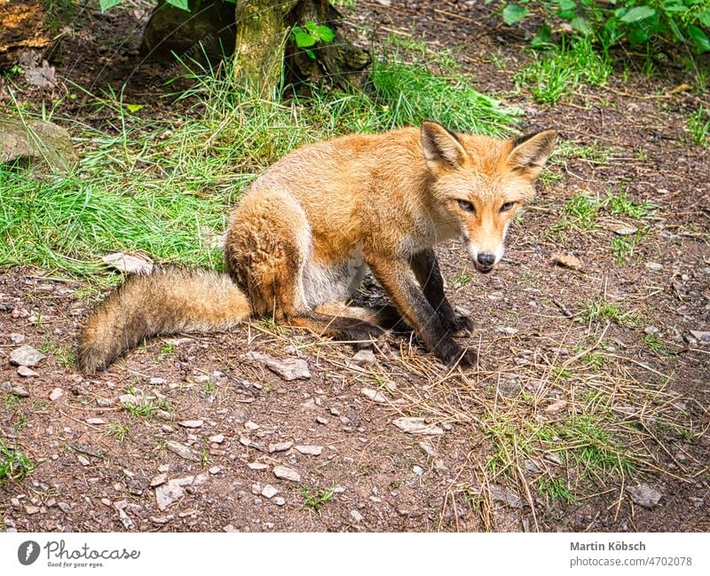 Fuchs in Nahaufnahme mit Blick auf den Betrachter. Das Tier hat keine Angst und schaut interessiert Säugetier Fell Natur Raubtier Jäger Wildtier Gesicht Porträt