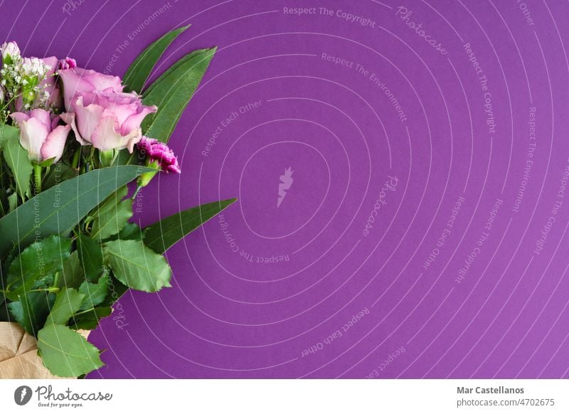 Blumenstrauß mit lila Rosen und Eukalyptus auf lila Hintergrund. Platz zum Kopieren. Ansicht von oben. Nelken violetter Hintergrund Textfreiraum Draufsicht Frau