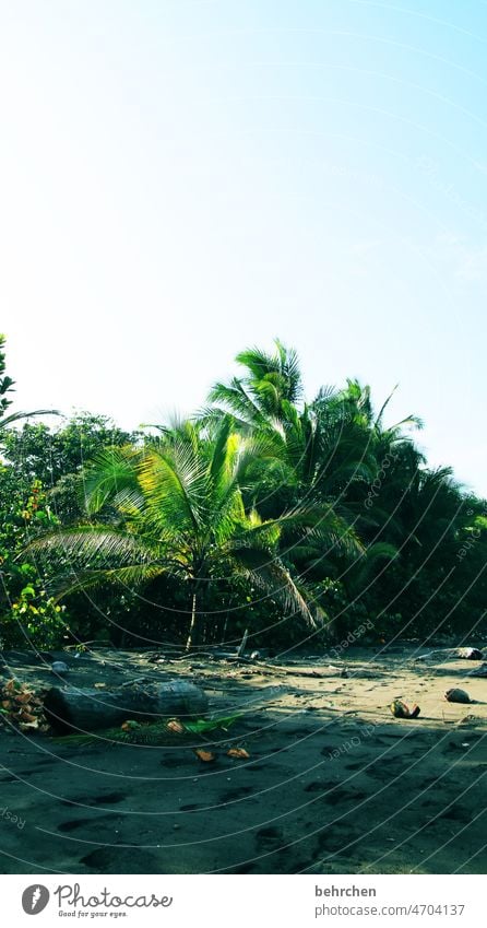 costa rica traumhaft Fernweh Karibik wild unberührt tortuguero Costa Rica fantastisch Meer Strand Küste Kokosnuss Palme exotisch Landschaft