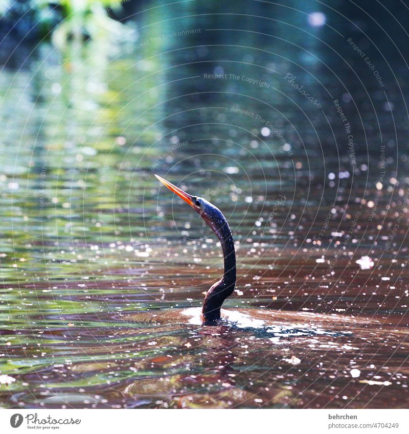 VERSTECKtes federvieh Costa Rica tortuguero Komoran Vogel Schnabel Wasser See Fluss tauchen Schwimmen & Baden verstecken unter Wasser Wasservogel nass Natur
