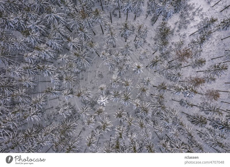 Winterwald. Blick von oben. Das Foto wurde mit einer Drohne aufgenommen. Kiefern- und Tannenwald im Schnee. Antenne Tag Wald Landschaft Tapete Abenteuer