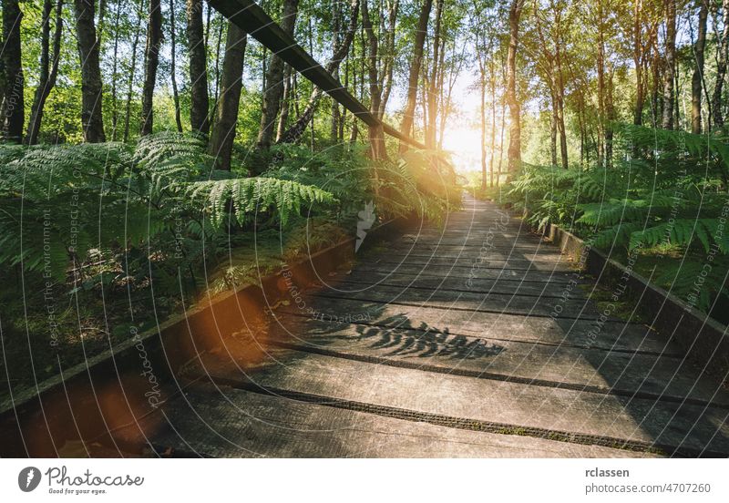 Weg in den Wald, bedeckt mit Farnen und Sonnenlicht, am Sommerabend Sonnenstrahlen Landschaft Licht Natur Brücke grün Waldgebiet sonnig Holz Promenade