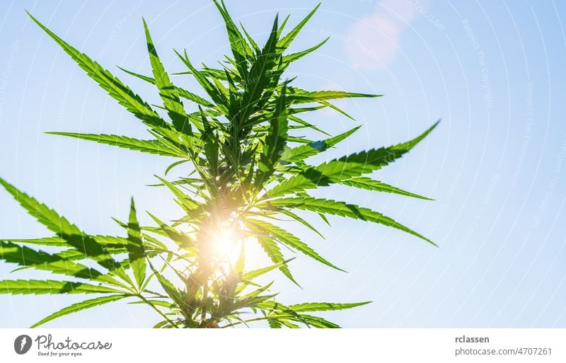 Cannabis Blume Knospe gegen den Himmel. Marihuana Blatt auf einem Hintergrund des blauen Himmels. Hintergrund des Themas der Legalisierung und medizinischen Hanf in der Welt.