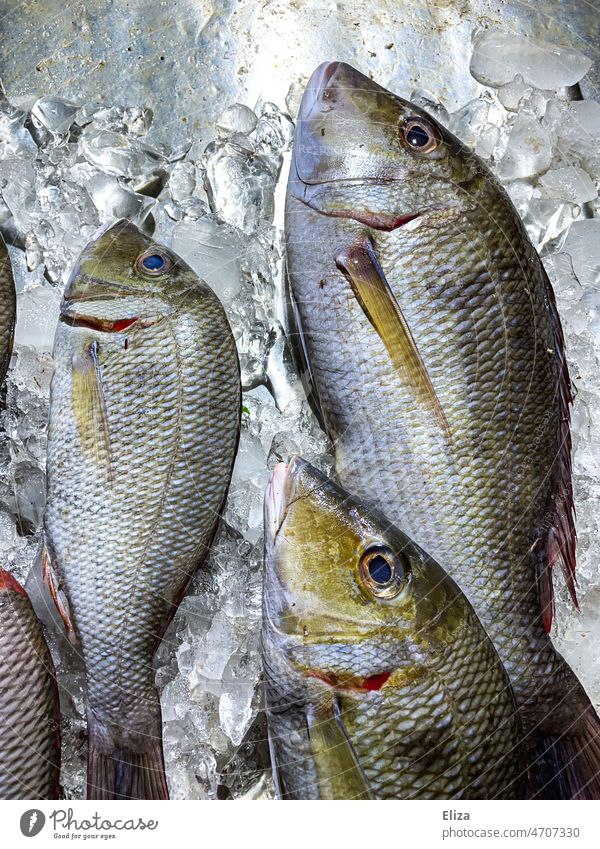 Tote Fische auf Eis tot Fischmarkt Lebensmittel Nahrung Totes Tier gekühlt eisgekühlt frisch Ernährung Fischereiwirtschaft Fischauge grün grünlich