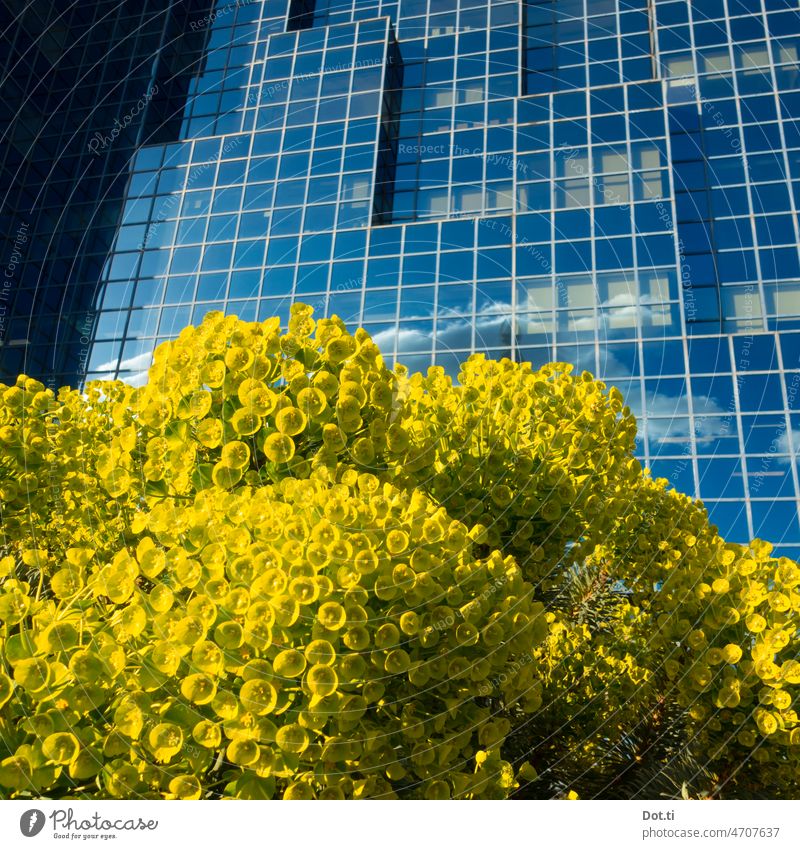 blau gelb Fassade Blumen Glasfassade Hochhaus Fenster Glasfront Blütenpflanze blühen üppig (Wuchs) Architektur Gebäude Reflexion & Spiegelung modern Bürogebäude