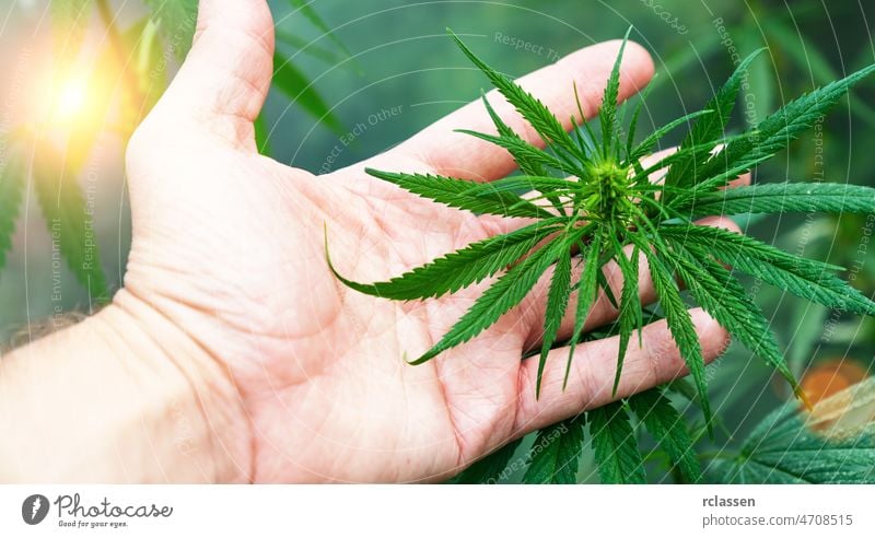 große Anzahl von Cannabisblüten die Hände einer Hande. Konzept der alternativen Kräutermedizin, Cbd-Öl, Pharmaindustrie cbd Hanf Bauernhof medizinisch Medizin
