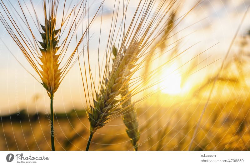 Weizen geflogen bei Sonnenuntergang mit Wolken. Landwirtschaft Konzeptbild Feld Bauernhof Ernte Panorama Landschaft Ackerland Müsli Mais Korn panoramisch gold