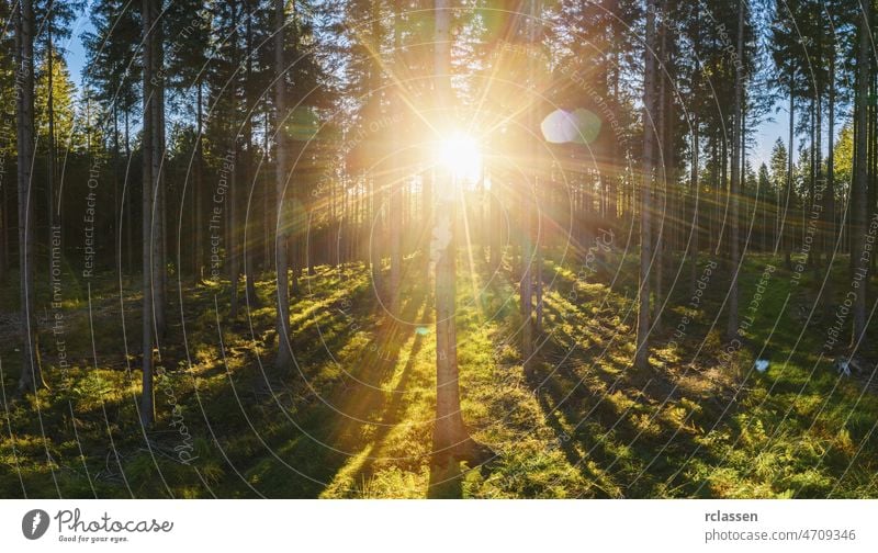 Wald im Gegenlicht des goldenen Sonnenlichts vor Sonnenuntergang Panorama - Luftaufnahme mit Drohne Natur Landschaft Frühling Dröhnen Baum Sommer Blatt