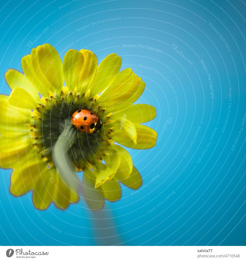 Marienkäfer findet Schutz auf der Unterseite einer gelben Färbekamillenblüte blau Blume Blüte Siebenpunkt-Marienkäfer Färberkamille Zungenblüten Käfer Insekt