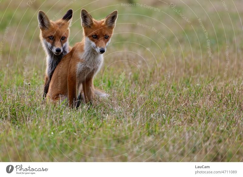 Doppelt schlau - zwei junge Füchse erkunden die Welt Fuchs Tier Natur Wildtier Säugetier Jungtier Fell Tierporträt niedlich wild schlau wie ein Fuchs Tierwelt