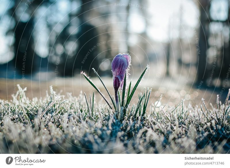Morgenfrost Krokusse krokus Frost morgenfrost frostig Blume Natur Frühling Blüte violett Garten Außenaufnahme Menschenleer Pflanze morgens Starke Tiefenschärfe