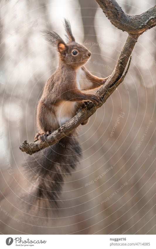 Eichhörnchen auf Ast sitzend Tier Natur niedlich Fell Wildtier Nagetiere braun Außenaufnahme Farbfoto klein Tierporträt Tag Menschenleer 1 Neugier Umwelt rot