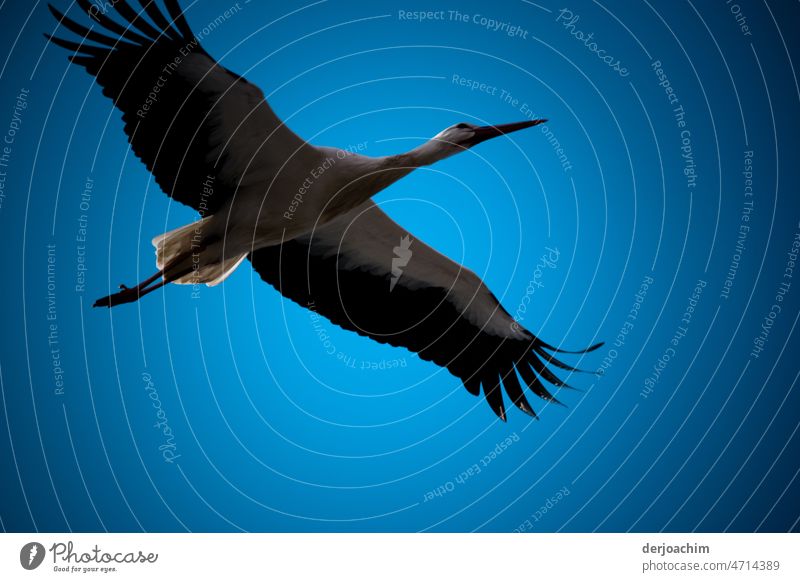 Fliegen ist auch Freiheit.  Ein Storch fliegt in niedriger Höhe über den Fotografen. Storch im Flug weiß Schnabel Flügel Außenaufnahme Natur fliegen Tier Vogel