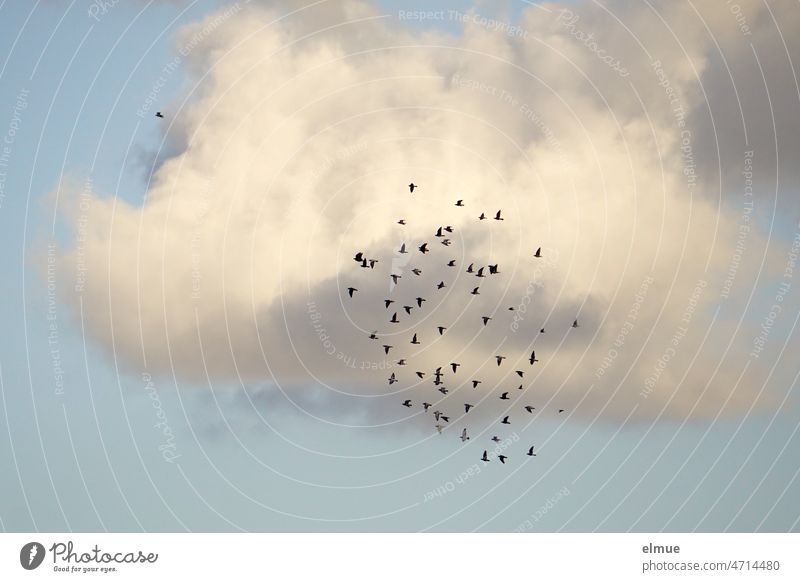 Taubenschwarm im Flug vor einer großen Wolke / Schwarmverhalten / Friedenstaube Vogel fliegen Brieftauben Dekowolke Ansammlung Symbole & Metaphern Hoffnung