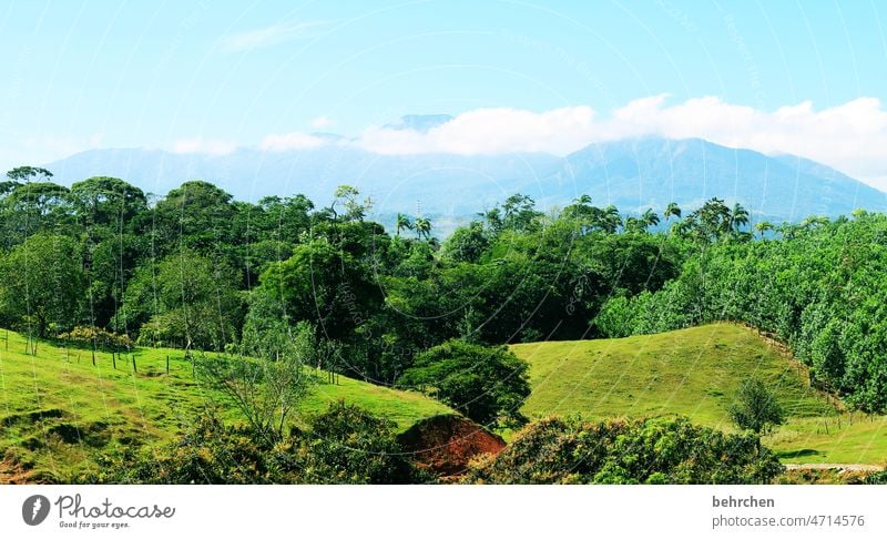 landschaft Regenwald Ferien & Urlaub & Reisen Ferne Umwelt Natur Landschaft Pflanze Klimawandel Urwald Baum Costa Rica außergewöhnlich fantastisch Umweltschutz