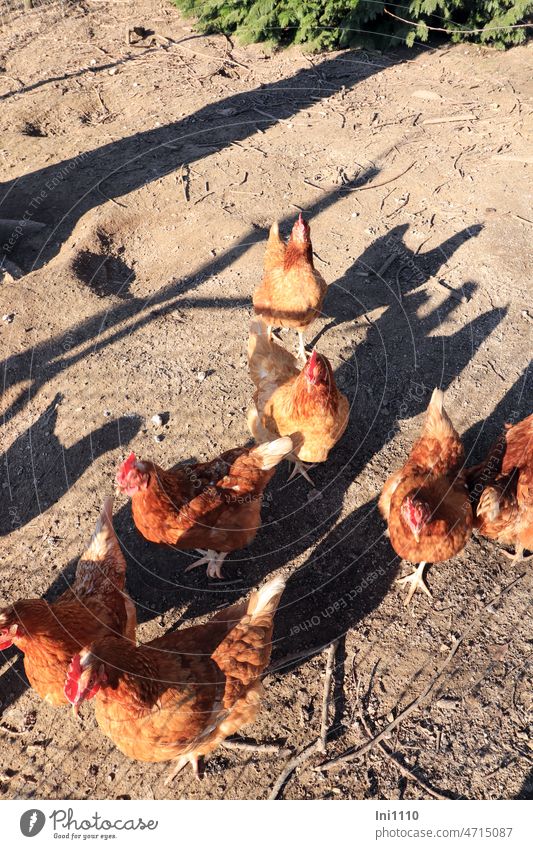 kleine Hühnergruppe und ihre Schatten Tiere Nutztiere Legehühner Gruppe eingezäunt schönes Wetter Sonnenschein Draht kahler Boden Braune Bovans Hühnerrasse