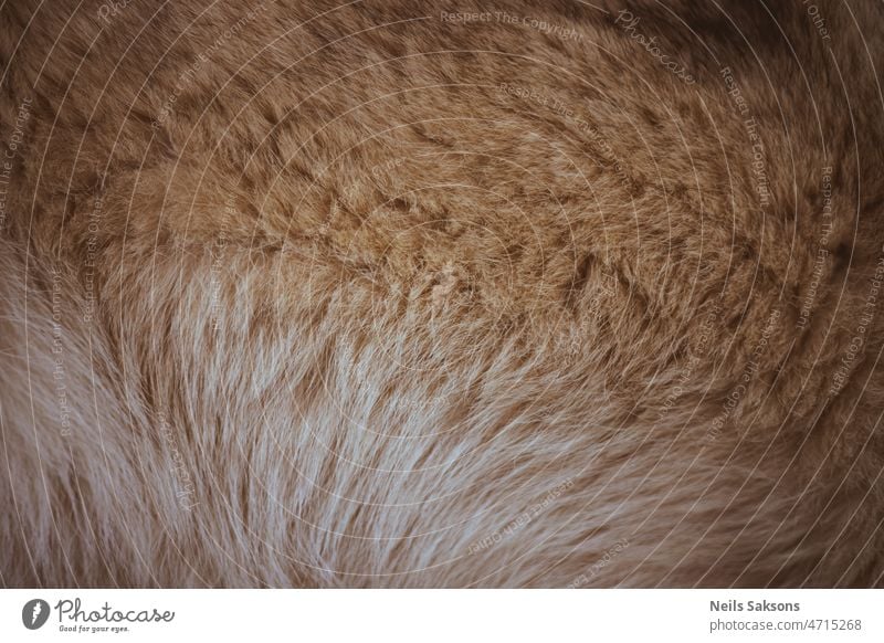 Eine Vollbild-Nahaufnahme eines flauschigen sibirischen Huskys abstrakt Tier Hintergrund schön beige braun schließen Mantel Farbe Kopie Design Detailaufnahme