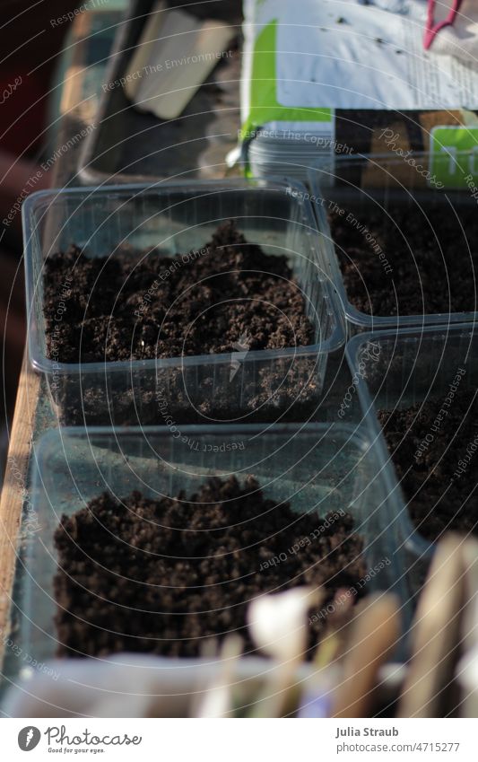 Schälchen mit Anzuchtserde um  Keimlinge vorzuziehen Gartenarbeit Gartenpflanze Erde Boden pflanztisch fruehjahr anpflanzen gärtnern hobbygärtner vorbereiten