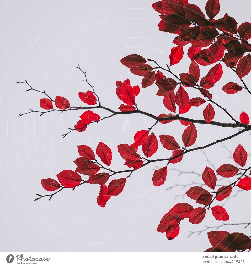 rote Baumblätter im Herbst, Herbstblätter Niederlassungen Blätter Blatt rote Blätter Natur natürlich Laubwerk texturiert im Freien Hintergrund Schönheit