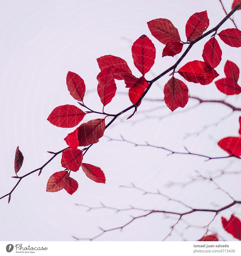 rote Baumblätter im Herbst, Herbstblätter Niederlassungen Blätter Blatt Natur natürlich Laubwerk texturiert im Freien Hintergrund Schönheit Zerbrechlichkeit