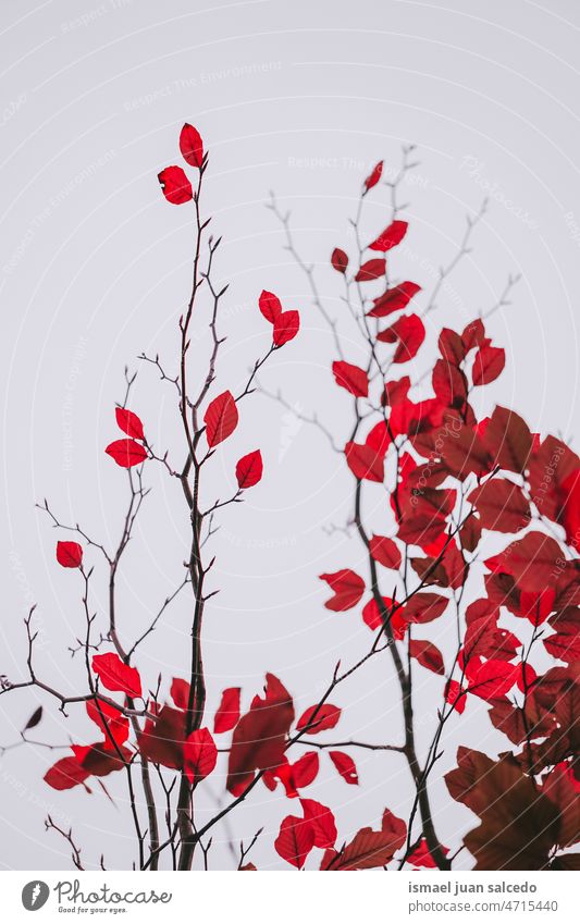 rote Baumblätter im Herbst seaso, Herbstblätter Niederlassungen Blätter Blatt rote Blätter Natur natürlich Laubwerk texturiert im Freien Hintergrund Schönheit