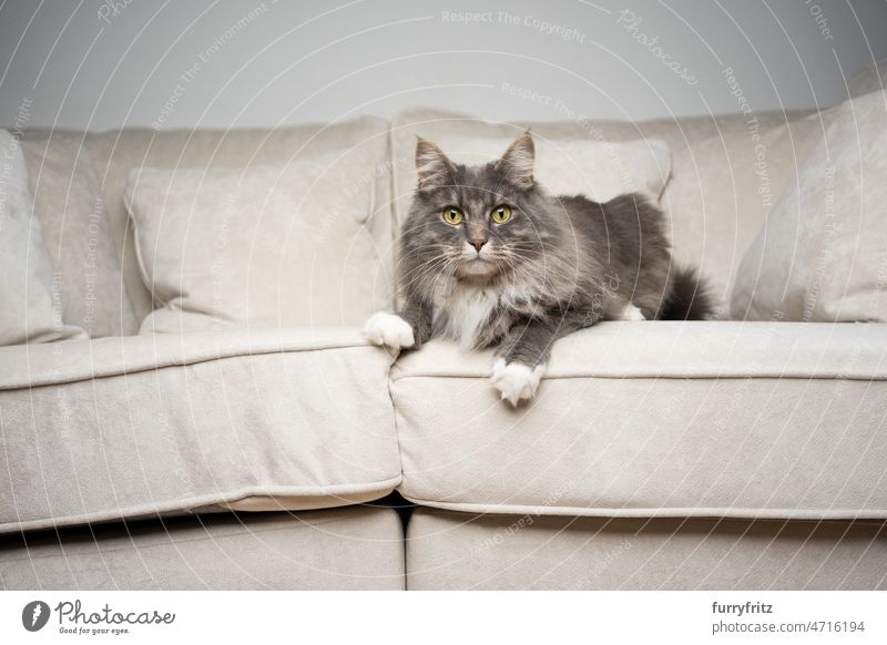 Katze liegt auf der Couch und schaut neugierig in die Kamera Haustiere katzenhaft Hauskatze Fell fluffig Langhaarige Katze maine coon katze Rassekatze weiß