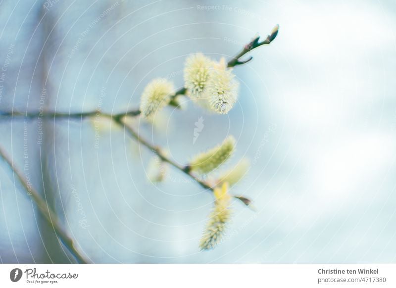 Zartgelber Frühlingsgruß / blühende Weidenkätzchen Blüten zartgelbe Blüten Strauch Baum Natur natürlich Unschärfe zarte Blüten Romantik erblühen romantisch