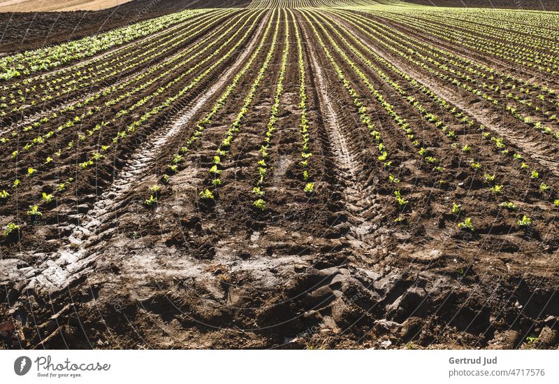 Frisch bepflanztes Salatfeld in geraden Reihen Feld Landschaft Natur Landwirtschaft Umwelt Außenaufnahme Farbfoto Menschenleer Tag Pflanze Nutzpflanze Wachstum