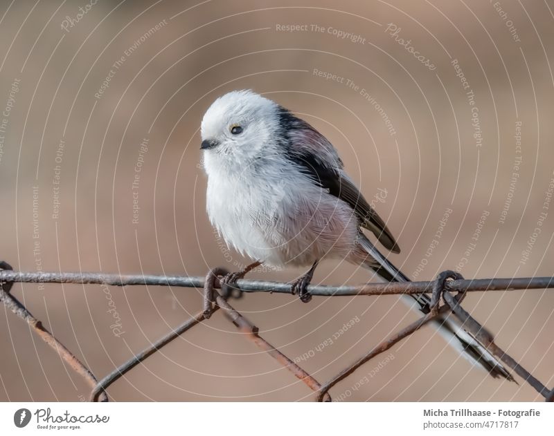 Schwanzmeise auf dem Zaun Aegithalos caudatus Kopf Auge Schnabel gefiedert Feder Flügel Krallen Vogel Wildtier Meisen beobachten natürlich Blick leuchten