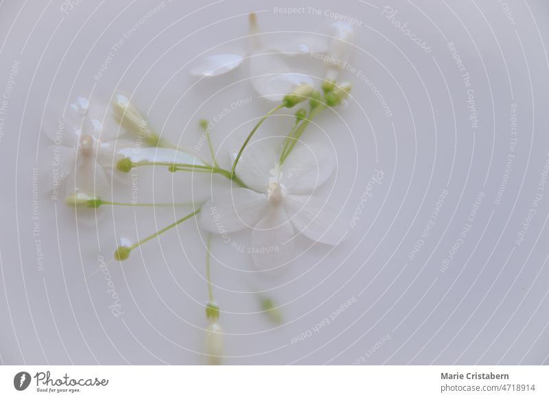 Zarte weiße Blüten in einem therapeutischen Milchbad, um das Konzept des nachhaltigen Komforts und der Ruhe des Frühlings zu zeigen keine Menschen hell Saison