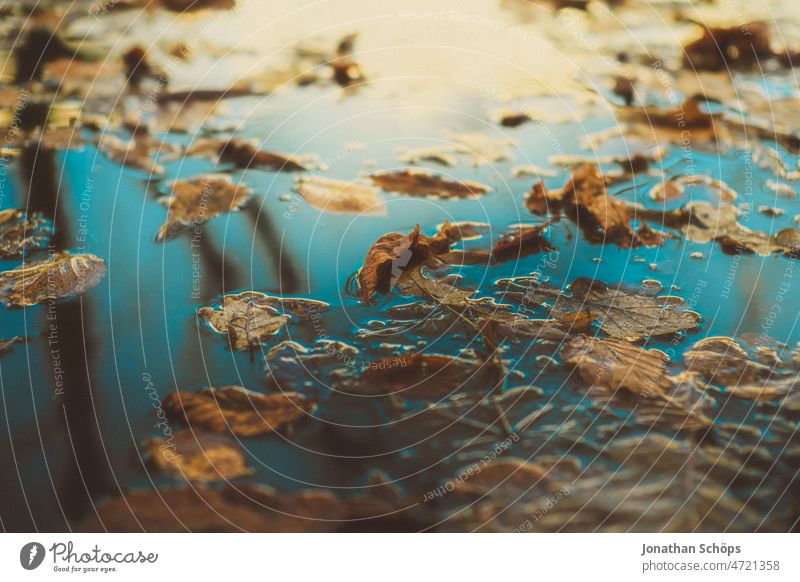 Laubblatt Reflexion auf Pfütze mit Eis und Laub Bokeh Laubblätter Laubwerk Blatt Nahaufnahme Schwache Tiefenschärfe gold Glück glänzend achtsam nahaufname