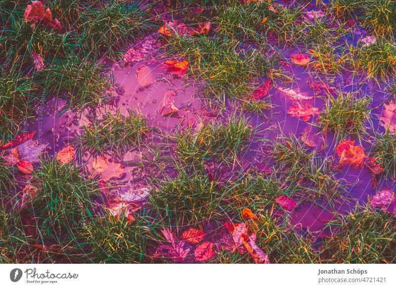 Pfütze auf Wiese in lila Wasser überschwemmt Überschwemmung Blätter Herbst Laub Verfärbung falschfarben Natur Außenaufnahme Farbfoto nass Menschenleer