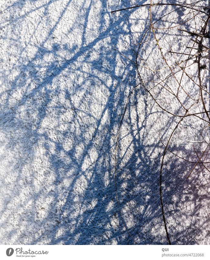 Licht und Farbenspiel Zweige vor verputzter Hauswand Geäst Winter Licht und Schattenspiel bunte Schatten lila blau Verlauf Textur Verputz Äste und Zweige weiß