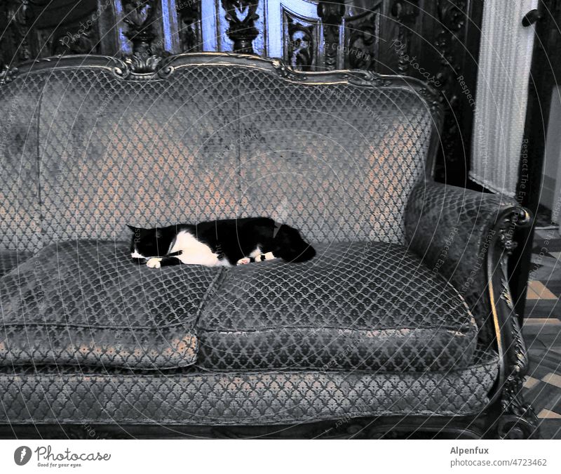 Ihre Majestät ruht faulenzen Katze Faulheit Tier Erholung schlafen Zufriedenheit liegen genießen Faulpelz Haustier Farbfoto nix zu tun Tierporträt Innenaufnahme