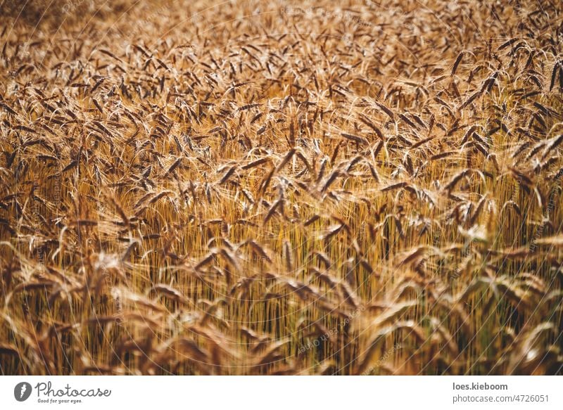 Landwirtschaftliche Roggen oder Weizen Feld Hintergrund im Sommer Sonnenuntergang Gegenlicht mit Details auf Körner und Halme Ackerbau golden