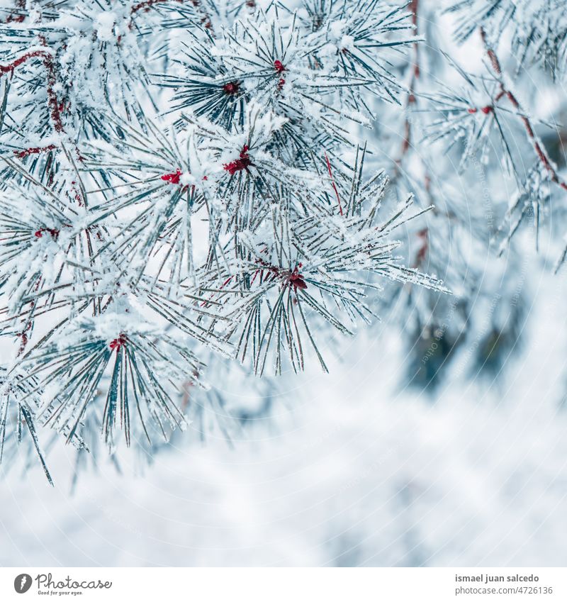 Schnee auf den Kiefernblättern im Wintermeer Niederlassungen Blätter Blatt grün Eis Frost frostig gefroren weiß Natur texturiert im Freien Hintergrund