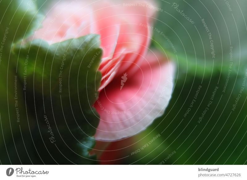 Zarte Blüte rose blatt blätter sanft zart erotisch unscharf pflanze roas natur hintergrund