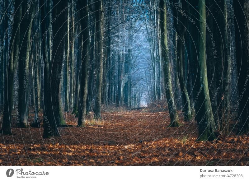 Eine dunkle Gasse im Wald, ein Herbsttag Weg dunkel blau Baum Blatt fallen orange Phantasie malerisch Holz Nebel neblig Landschaft Laubwerk Licht Fußweg Natur