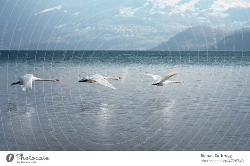 # 400 | Drei Schwäne fliegen über der Wasseroberfläche Schwan drei 3 Flügel Flügleschlag weiß Außenaufnahme elegant Natur Vogel Wasservogel See Spiegelung schön
