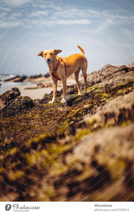 Hund am Strand Menschenleer Gassi gehen Tierporträt Außenaufnahme Haustier Frei Leine Sommerurlaub Ferien & Urlaub & Reisen Meer Wellen Peru Schönes Wetter