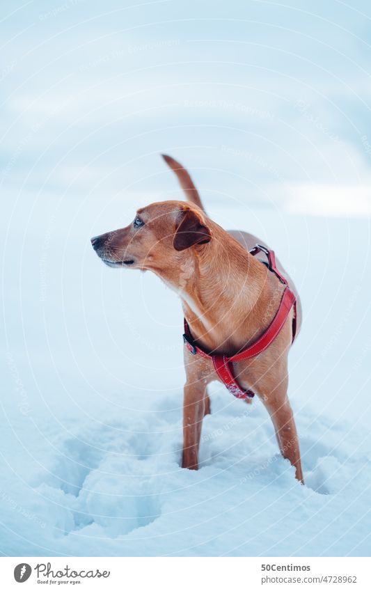 Hund im Schnee Winter Leine Frei Tier Haustier Außenaufnahme Tierporträt Gassi gehen Menschenleer Tag Farbfoto weiß sehen