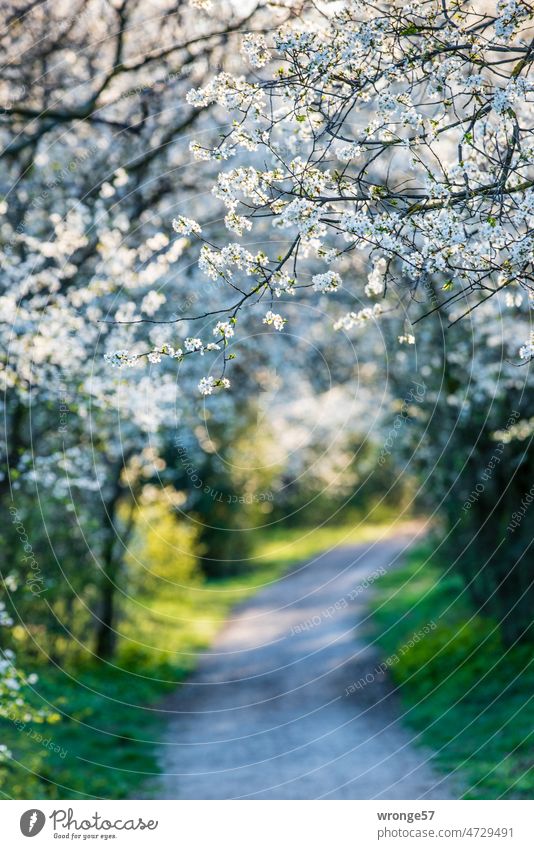 Osterspaziergang unter blühenden Mirabellenblüten Frühling Blüte Obstbaumblüte Weg Natur grün Außenaufnahme Tag Farbfoto weiße Blüten Schwache Tiefenschärfe
