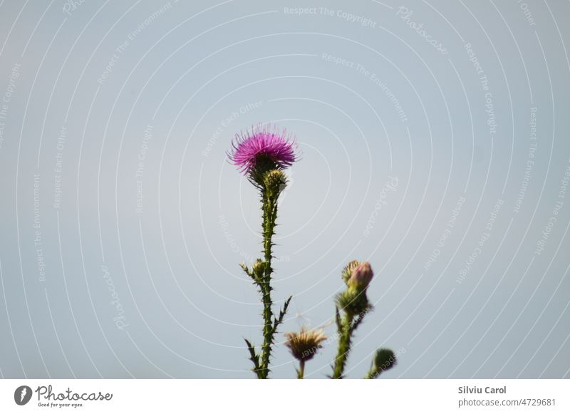 Stachelige pflaumenlose Distel Blume Nahaufnahme mit blauem Himmel auf dem Hintergrund Makro Botanik purpur Bohrer stachelig wild Sommer Blütenknospen Feld