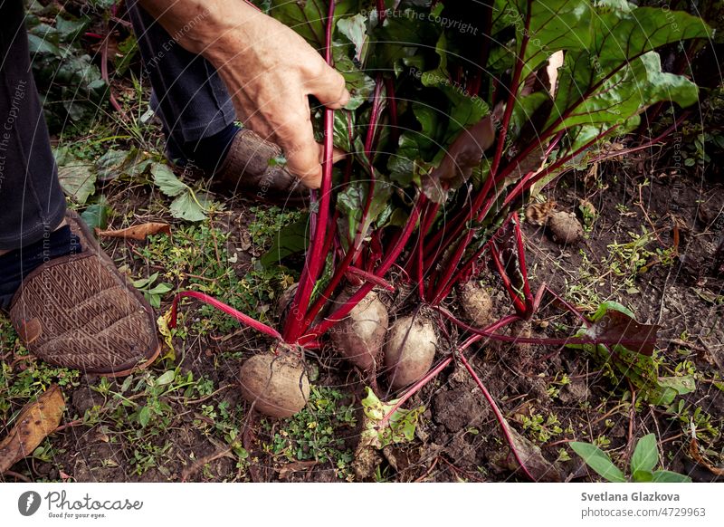 Hände einer älteren Frau bei der Rote-Bete-Ernte im Gemüsegarten fallen Rüben Ackerbau Bauernhof Lebensmittel Garten grün Hand Natur organisch Boden Vegetarier
