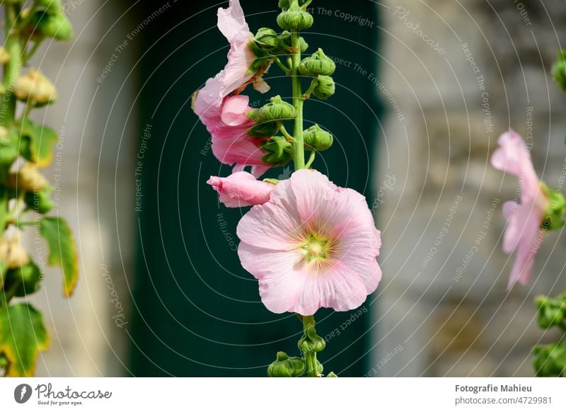 Nahaufnahme einer Stockrose Charente-Maritime Blume Frankreich grün Ile de re Noirmouitier-en-île Noirmoutier Nouvelle-Aquitaine Überstrahlung Farbfokus